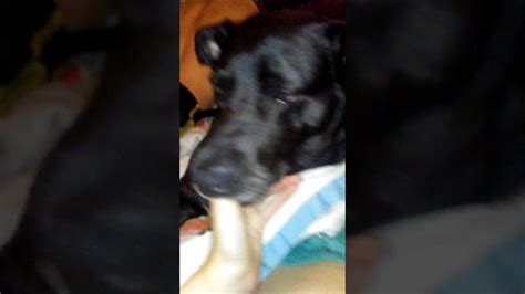 dog sucking cock|My dog is sucking the life out of me : r/Pets